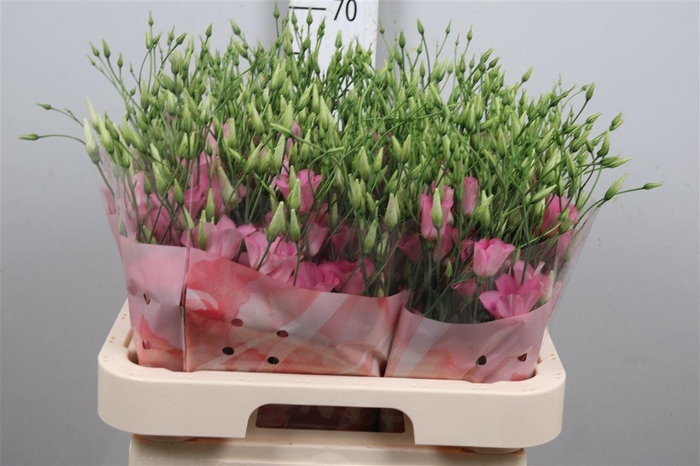 <h4>Eus E Botanic Pink</h4>