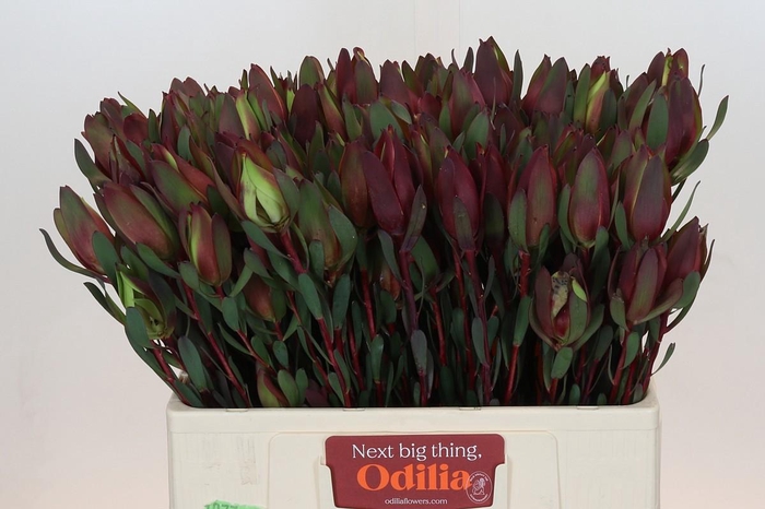 <h4>LEUCAD SENORITA</h4>