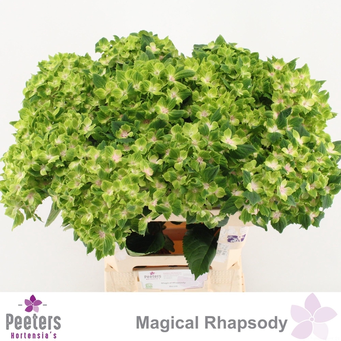 <h4>HYDR M MAG RHAPSODY</h4>