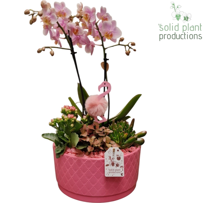 <h4>PH004 Stella Pink</h4>