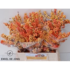 ILEX ILEXIA VICTORIA