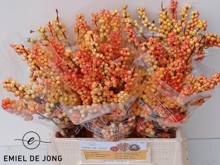 <h4>ILEX ILEXIA VICTORIA</h4>