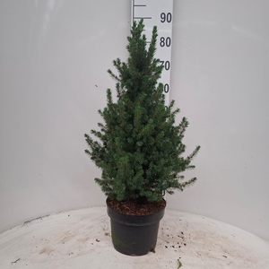 PICEA AB CONICA