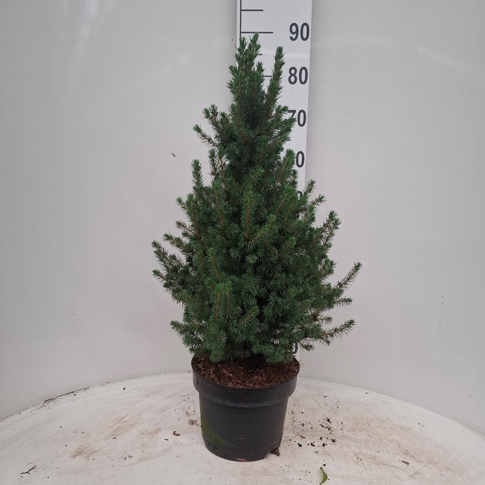 <h4>PICEA AB CONICA</h4>