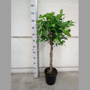 Ficus microcarpa 'Moclame'