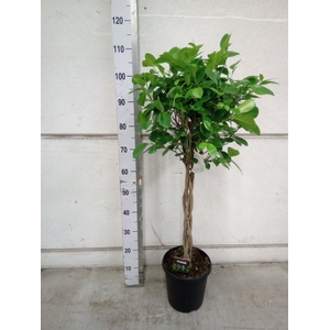 Ficus microcarpa 'Moclame'