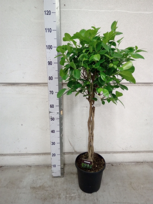 <h4>Ficus microcarpa 'Moclame'</h4>