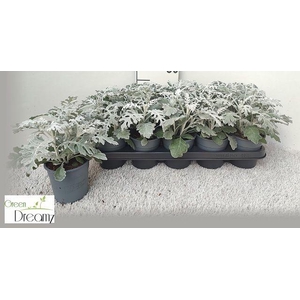 JACOBAEA MARITIMA P12