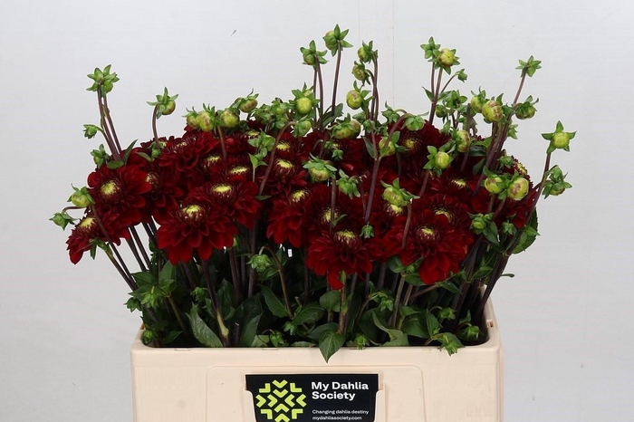 <h4>Dahlia Red Cap</h4>
