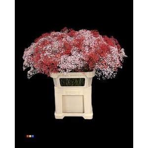 Gyps Million Star Valentin