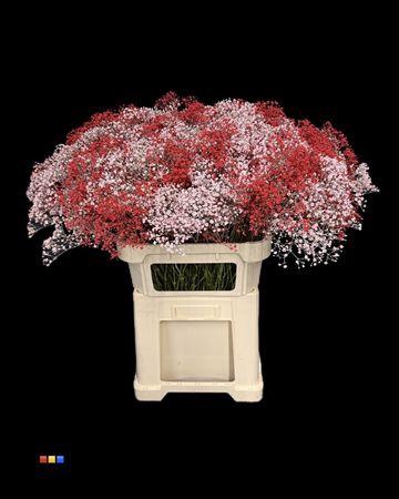 <h4>Gyps Million Star Valentin</h4>