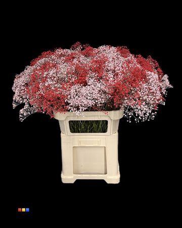 <h4>Gyps Million Star Valentin</h4>