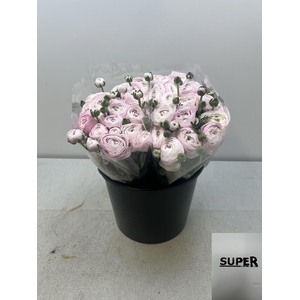 RAN CLONI SUPER NEBBIA