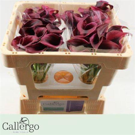 <h4>Zant Rudolph</h4>