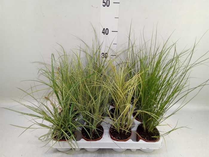 <h4>Carex   ...mix</h4>