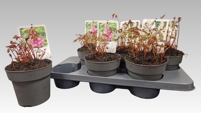 <h4>ASTILB GEM 2 KL</h4>