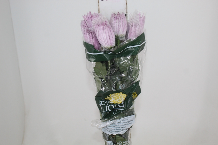 <h4>ANASTASIA ROSE 080 CM LILAS</h4>