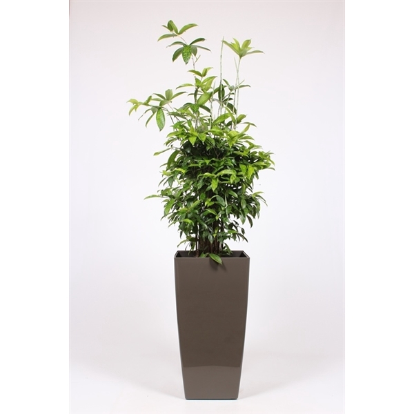 <h4>Dracaena surculosa in Piza pot "taupe"</h4>