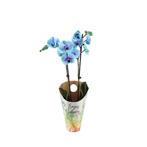 Enjoy Potcover Phal I Am Blue Lagoon 2T14+
