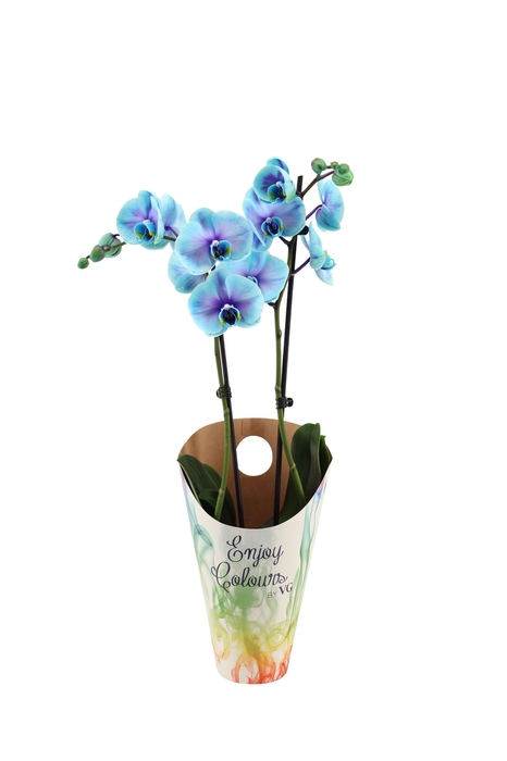 <h4>Enjoy Potcover Phal I Am Blue Lagoon 2T14+</h4>