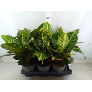Codiaeum var. GR 'Petra'