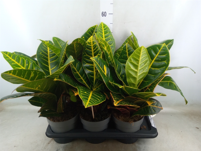 <h4>Codiaeum var. GR 'Petra'</h4>