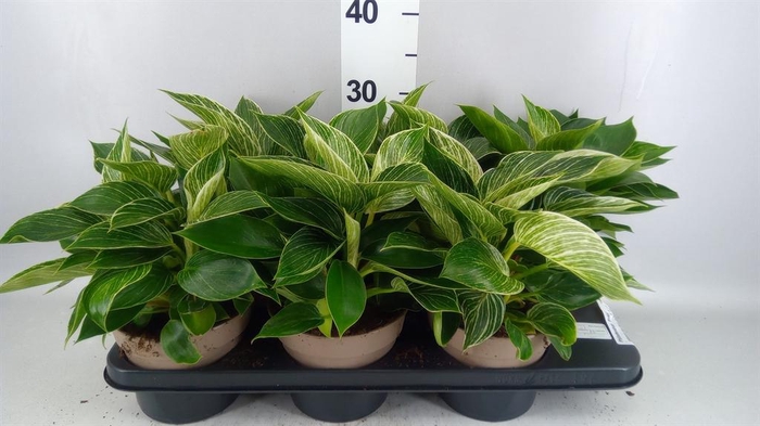 <h4>Philodendron  'Birkin'</h4>