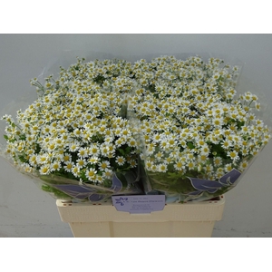 TANACETUM PARTH. 'CAMERON'