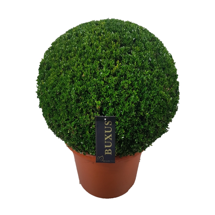 <h4>Buxus sempervirens Bol    p42 (t)  60-65 ©</h4>