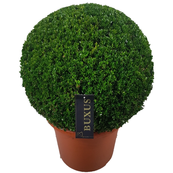 <h4>Buxus sempervirens Bol    p42 (t)  60-65 ©</h4>