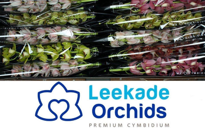 <h4>Cymb Mi Gem</h4>