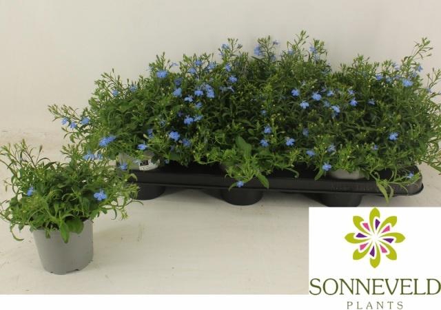 <h4>LOBE ER RICHARDII</h4>