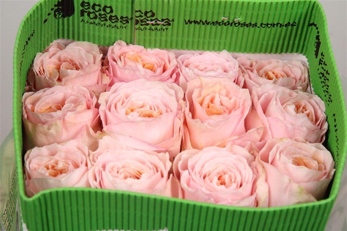 <h4>R Gr Tie Dye Ec</h4>