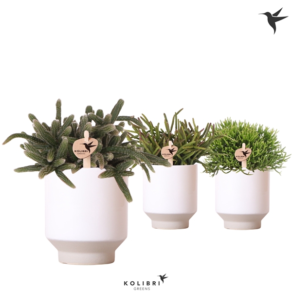 <h4>Kolibri Greens Rhipsalis mix in Harmony pot white</h4>