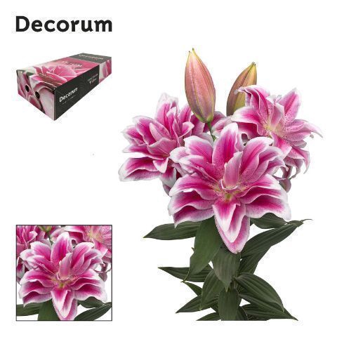 <h4>LI ROSELILY OLYMPIA 4+ Medium Decorum Box</h4>