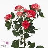 Rosa spray fireworks