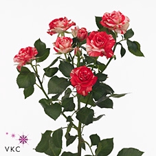 Rosa spray fireworks