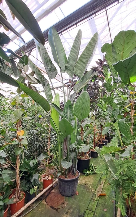 <h4>Strelitzia Nicolai bush XXL</h4>