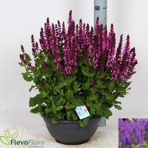 SALVIA NE SE DP BLUE