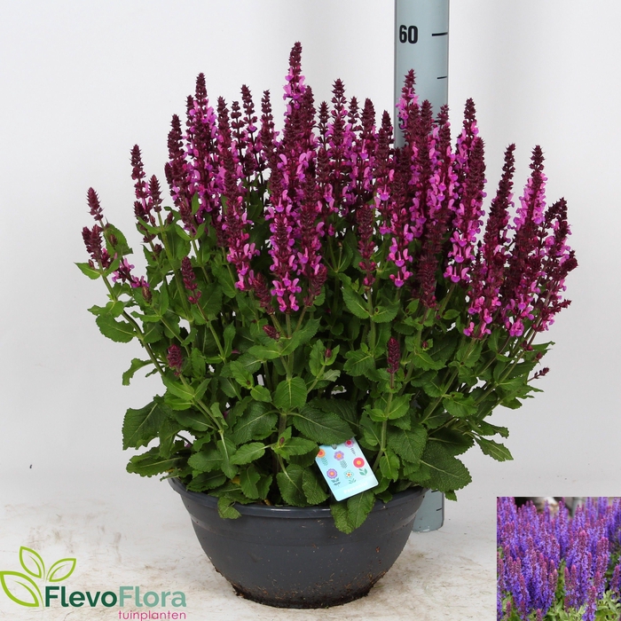 <h4>SALVIA NE SE DP BLUE</h4>