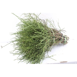 Heidelbeer Vaccinium Myrtillus