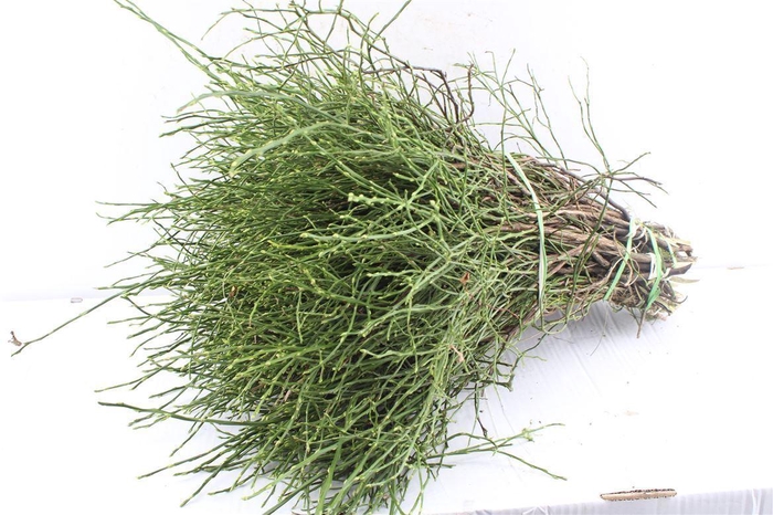 <h4>Heidelbeer Vaccinium Per Bos</h4>