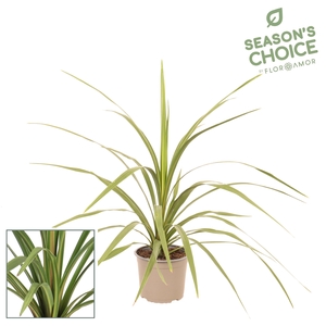 Cordyline 'Peko' 75 - 85 cm