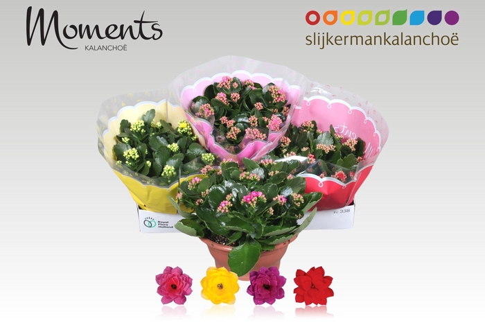 <h4>KAL GE GEM 4 KL</h4>