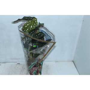 BEGONIA MACULATA P17 PO