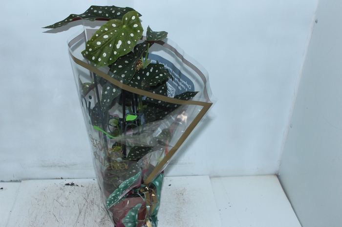 <h4>BEGONIA MACULATA P17 PO</h4>