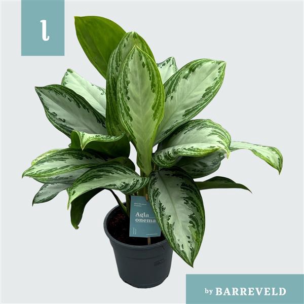 <h4>Green Agla 'Silver Bay' (Aglaonema)</h4>