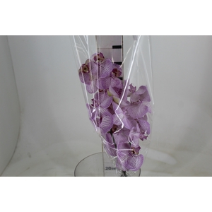 PHALAENOPSIS ROSA