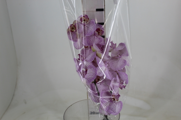 <h4>PHALAENOPSIS ROSA</h4>