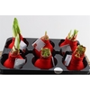 Hippeastrum Wax Velvet Red x6